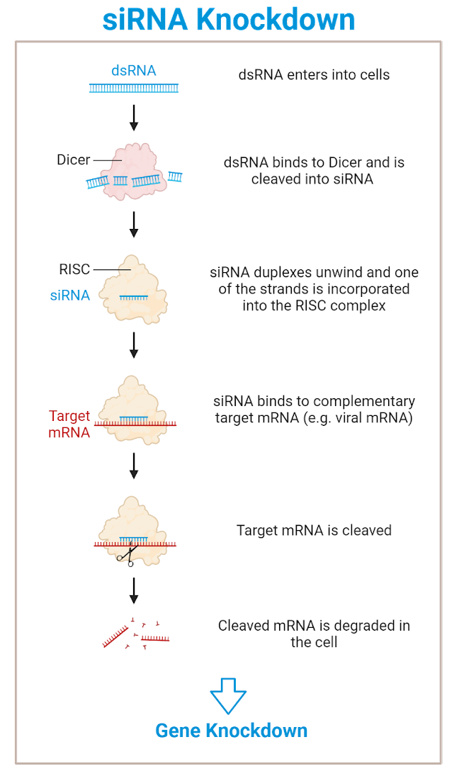 siRNA Knockdown – NC DNA Day Blog