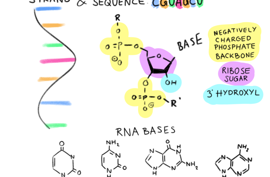 Ribonucleic Acid (RNA)