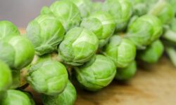Plant Breeding – Making Today’s Brussels Sprouts