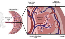 The Placenta: Baby’s First Roommate