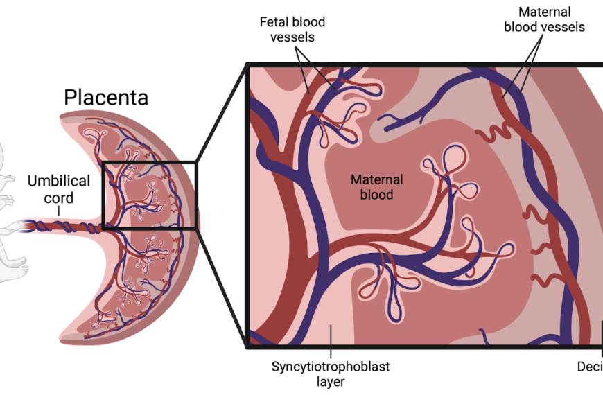 The Placenta: Baby’s First Roommate