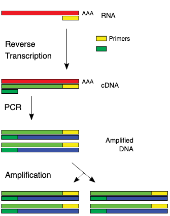 cDNA 