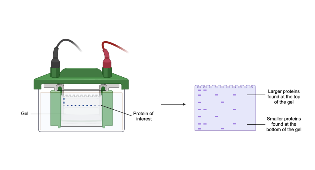 Western Blot