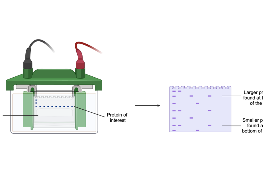 Western Blot