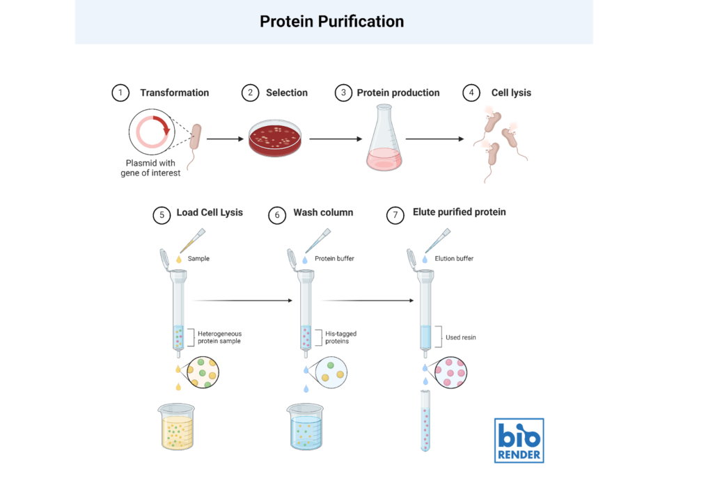 Protein Purification