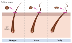 Bad Hair Day: The Science Behind Hairstyling 