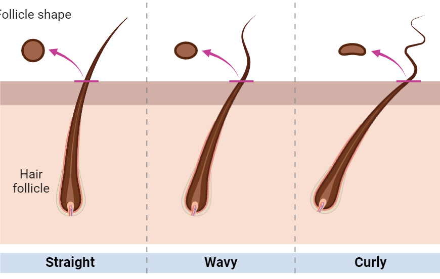 Bad Hair Day: The Science Behind Hairstyling 