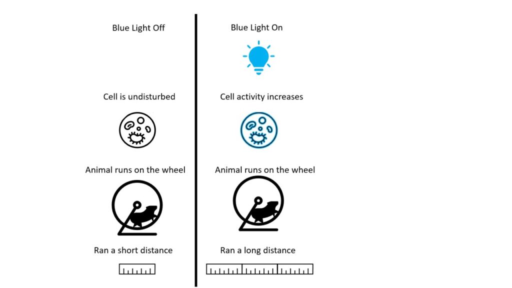 Optogenetics