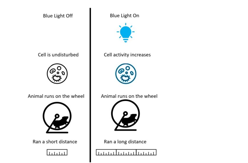 Optogenetics