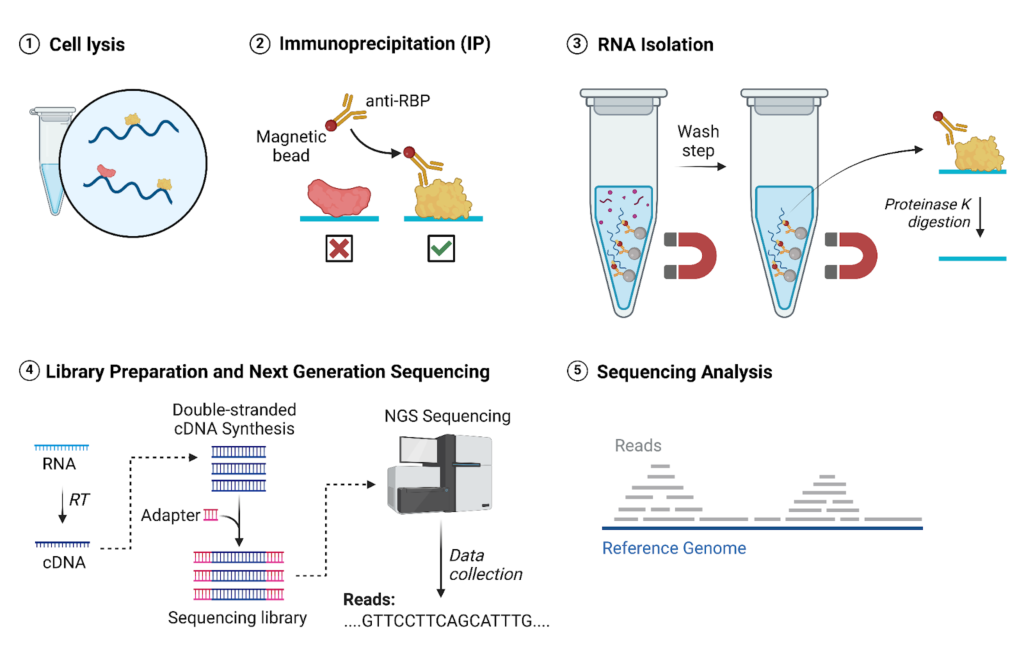 RNA Immunoprecipitation Sequencing (RIP-seq)