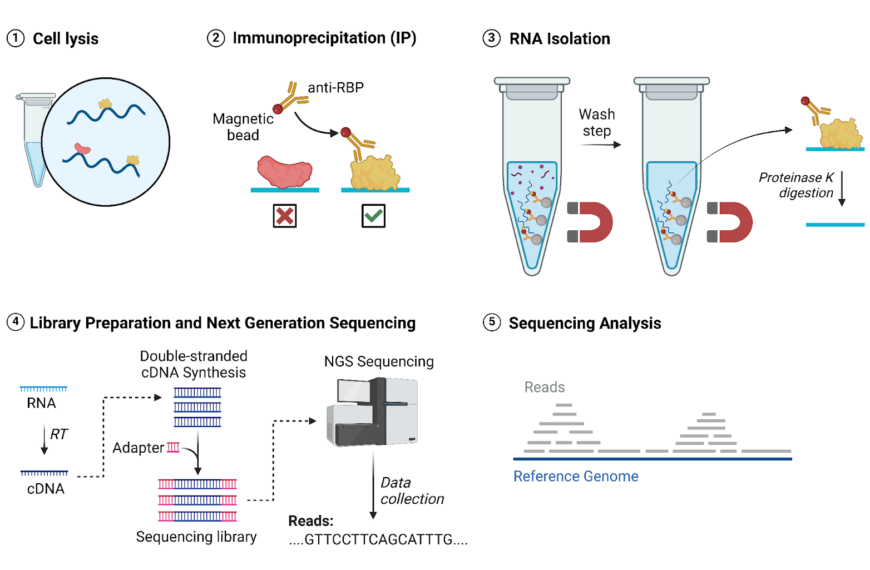 RNA Immunoprecipitation Sequencing (RIP-seq)