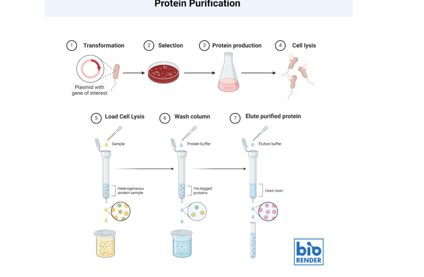 Protein Purification