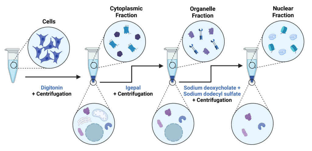 Technique Name: Cellular Fractionation