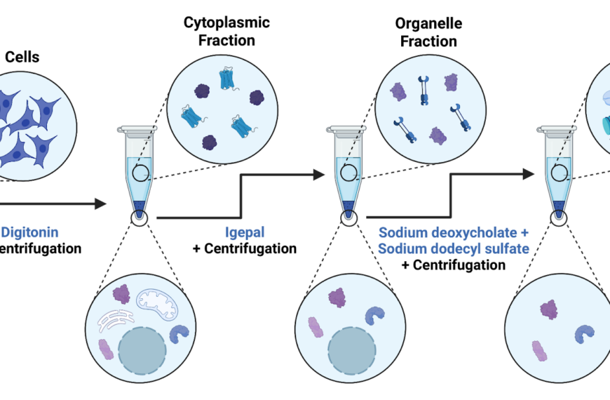 Technique Name: Cellular Fractionation