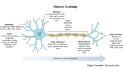 Neuron