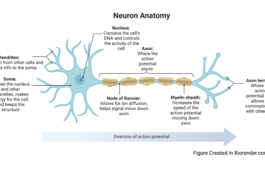 Neuron