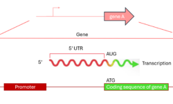 Operon