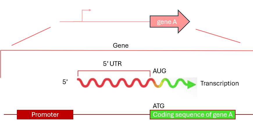 Operon