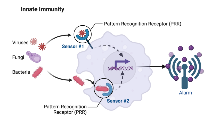 Pattern Recognition Receptors: The Body’s Smoke Detector