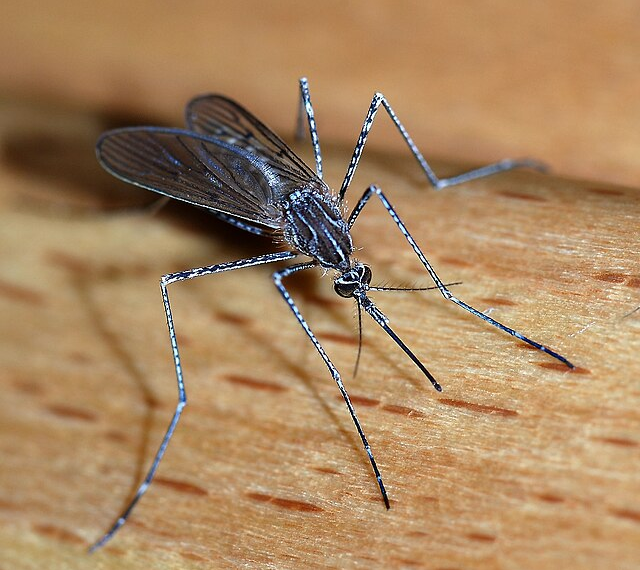 Why Do Mosquitoes Find You Tasty?