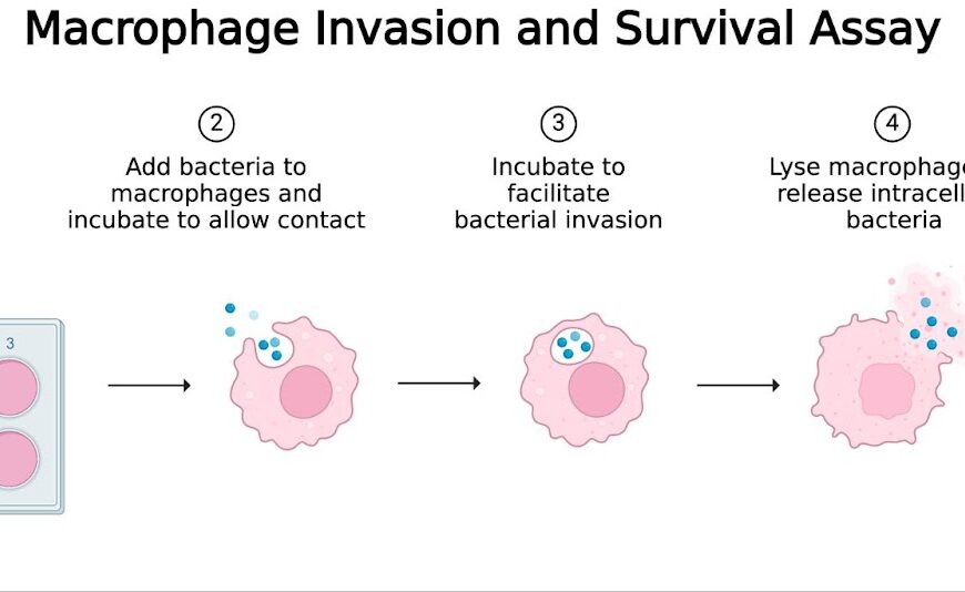 Macrophage Invasion and Survival Assay