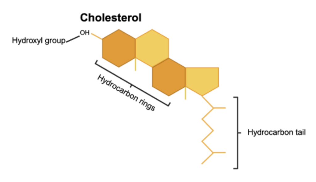 What’s the deal with cholesterol?