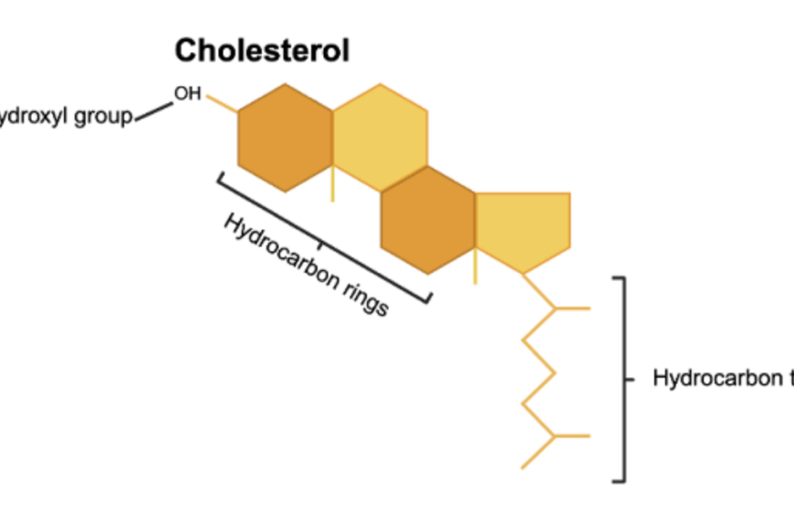 What’s the deal with cholesterol?