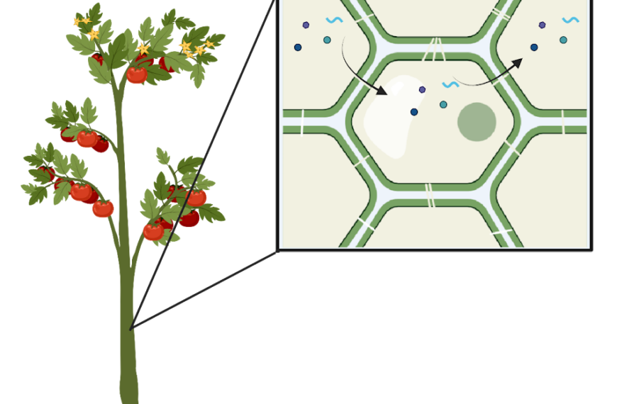 Plant cells play a near-perfect game of telephone