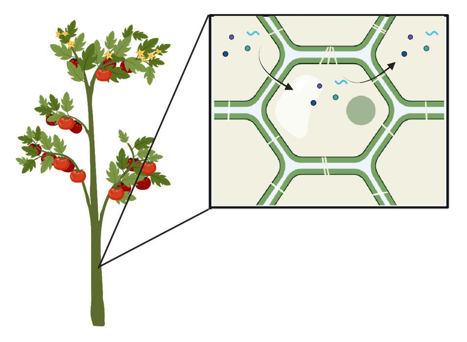 Plant cells play a near-perfect game of telephone