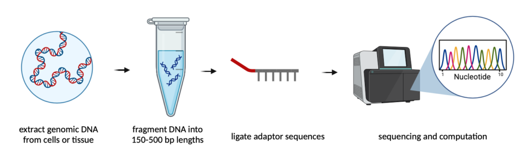 Whole genome sequencing (WGS)
