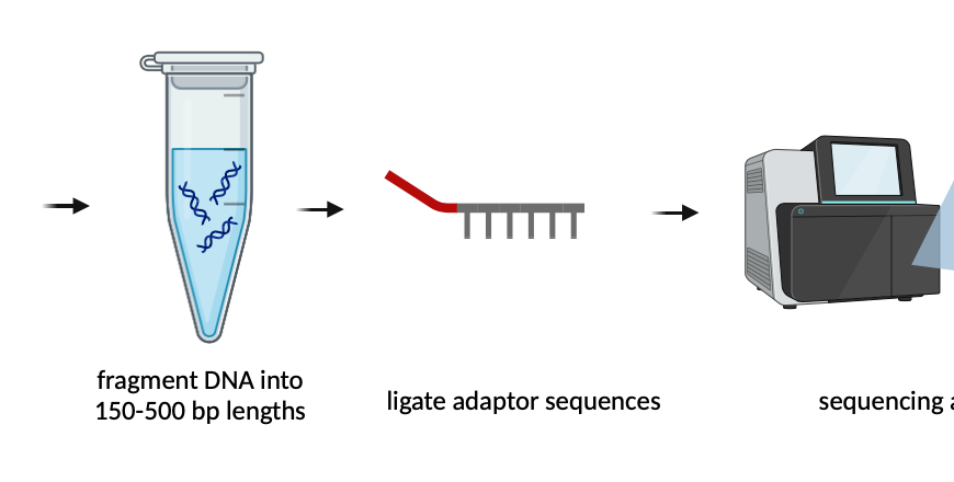 Whole genome sequencing (WGS)