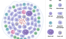 How Mycobacterium tuberculosis Evades the Immune System—For Years