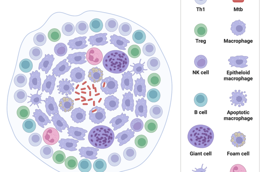 How Mycobacterium tuberculosis Evades the Immune System—For Years