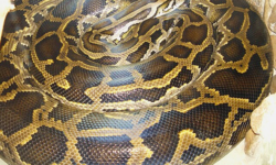 Slithered Into Trouble: Burmese Pythons in the Everglades