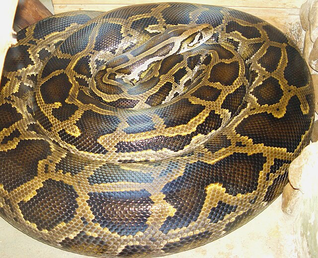 Slithered Into Trouble: Burmese Pythons in the Everglades