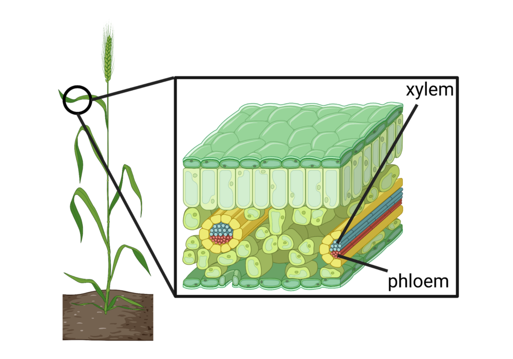 Sugar courses through plant veins to feed us all 