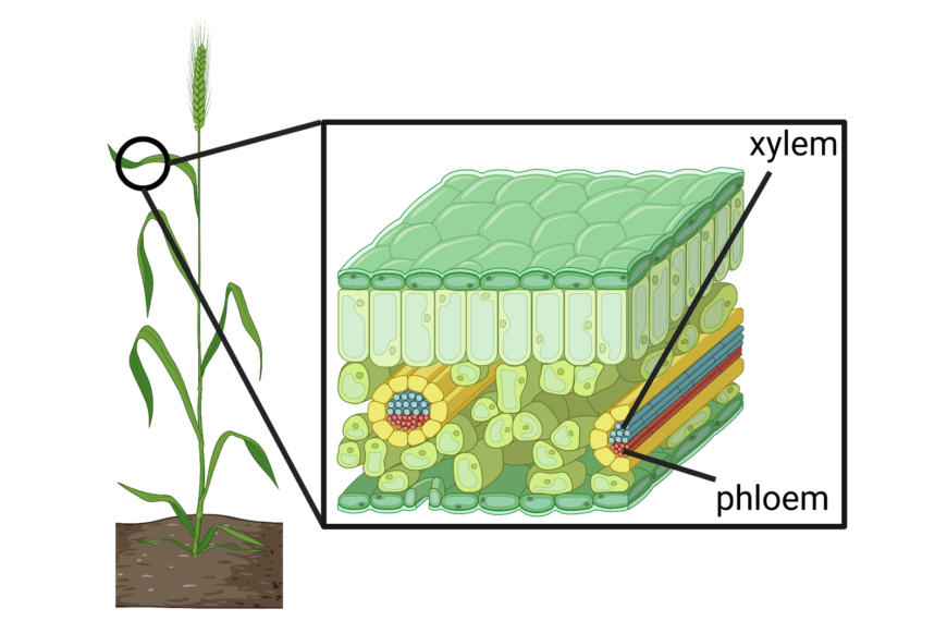 Sugar courses through plant veins to feed us all 