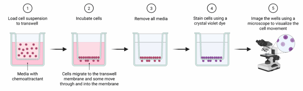 Transwell Migration Assay