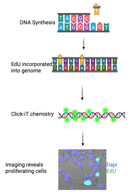 EdU Staining 