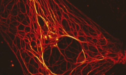 Lighting Up Biology: All About Fluorescent Probes