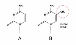 DNA Methylation