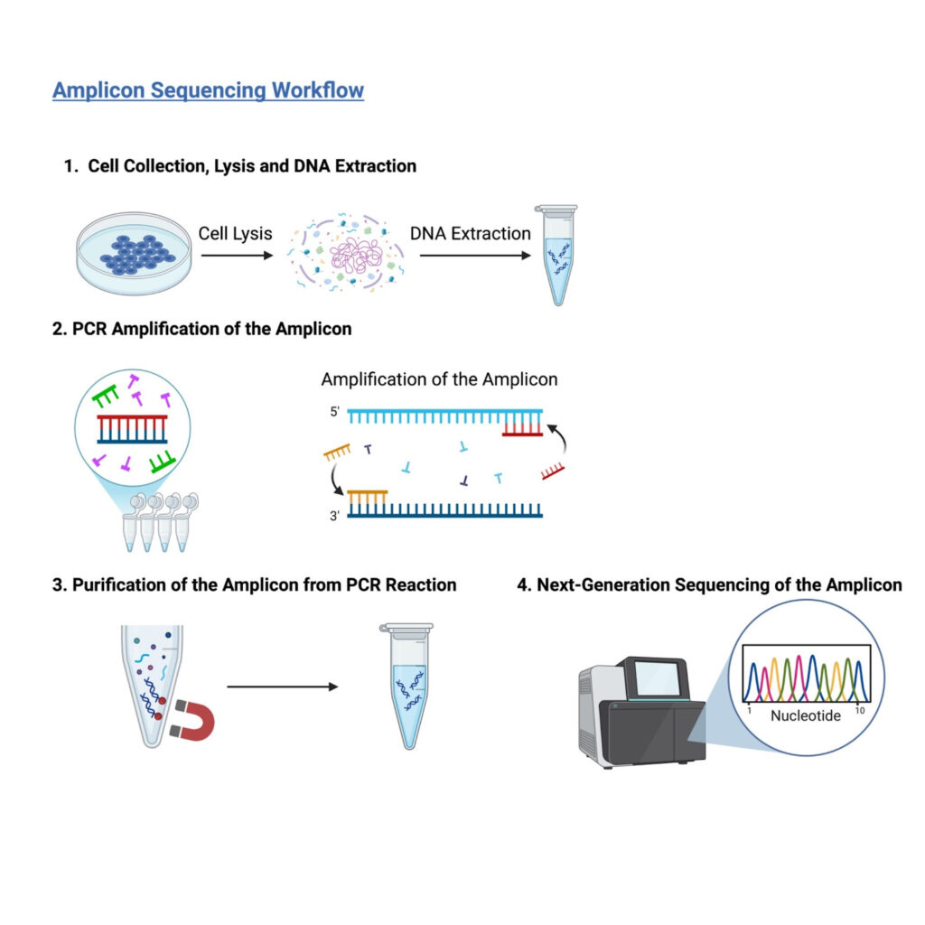 Amplicon Sequencing