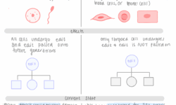 Genetically-engineered embryos: germline editing and the ethical considerations behind this hot topic