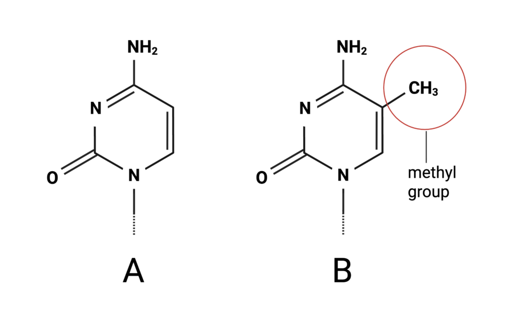 DNA Methylation Microarrays