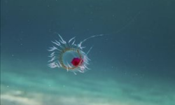 The path to immortality: lessons learned from the Turritopsis dohrnii jellyfish
