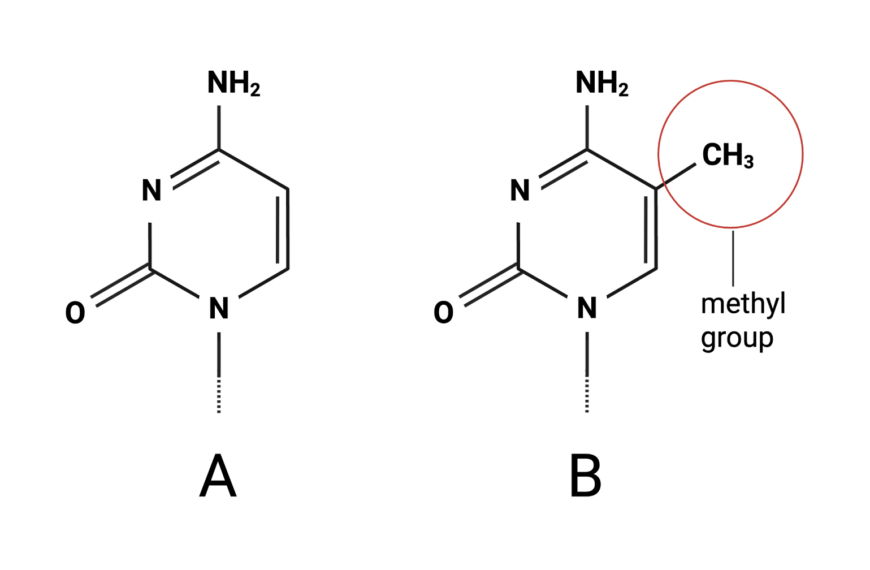 DNA Methylation Microarrays