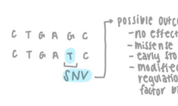 Single Nucleotide Variant (SNV)