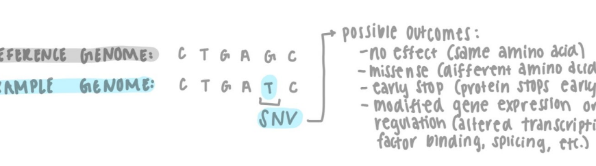 Single Nucleotide Variant (SNV)