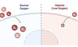 Hypoxia 