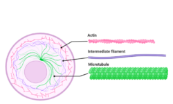 Cytoskeleton